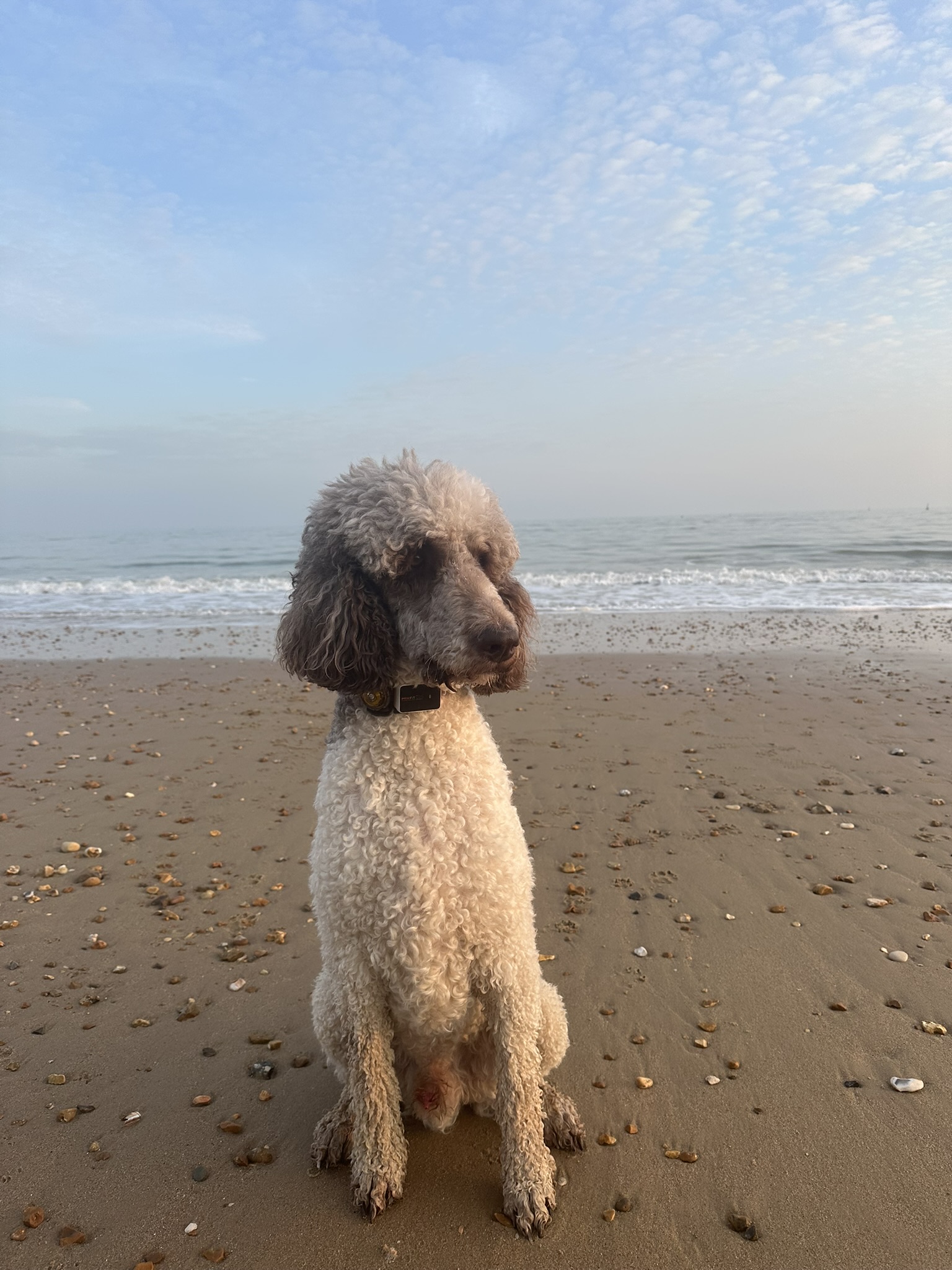 Poodle Hero Dog